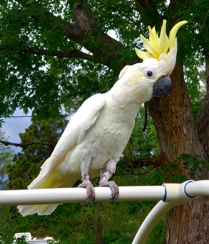 Cockatoo for outlet sale petco