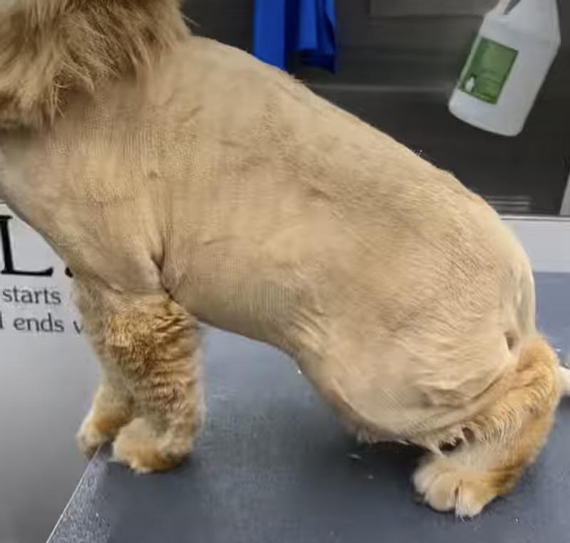 Tiger during her trim