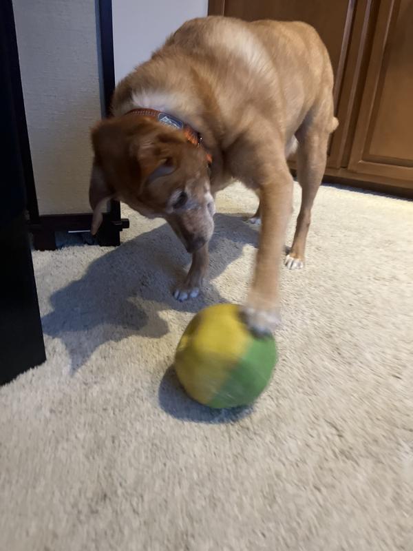 Starmark Bumper Body Puzzle Ball Dog Treat Dispenser, Petco