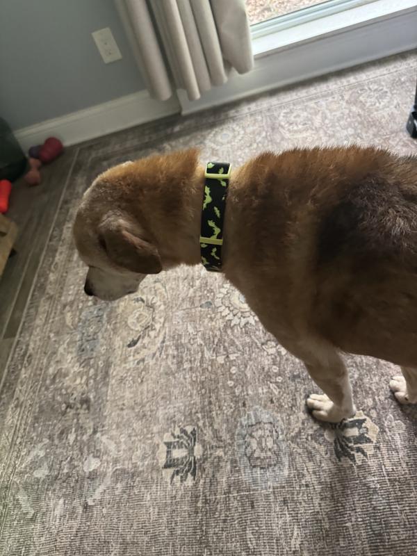 Medium sized dog
