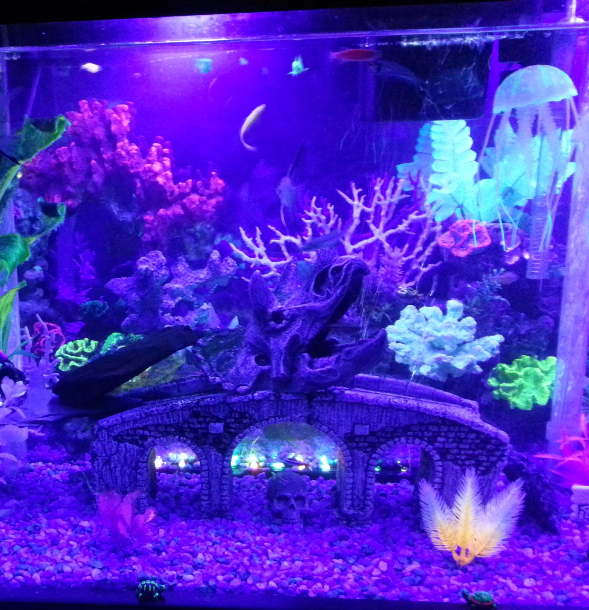 Aqueon t8 freshwater aquarium lamp sales