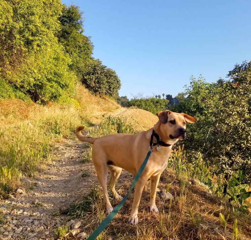 Roxy loves her walks.
