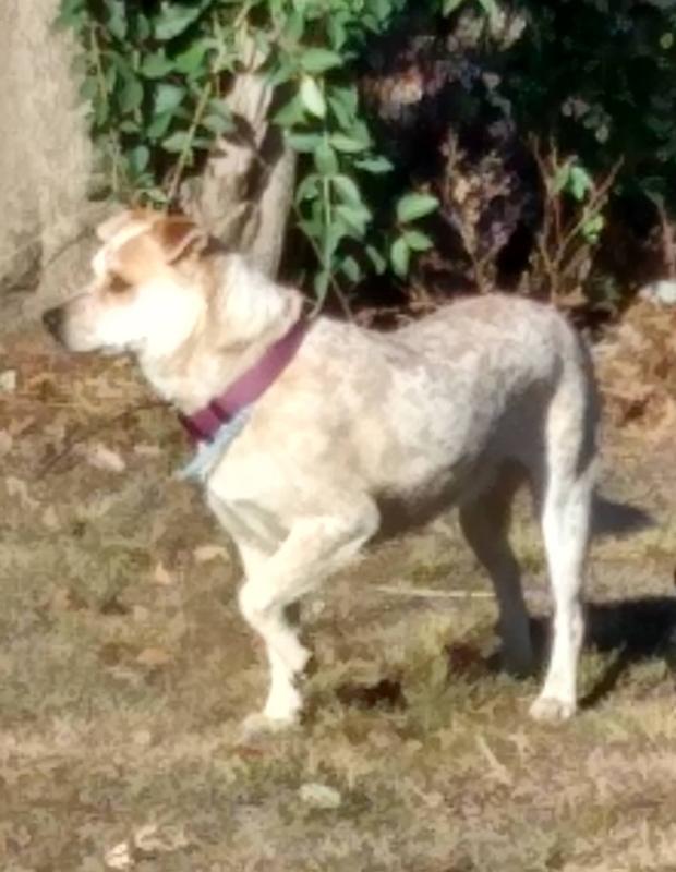 Molly scouting for the squirrel