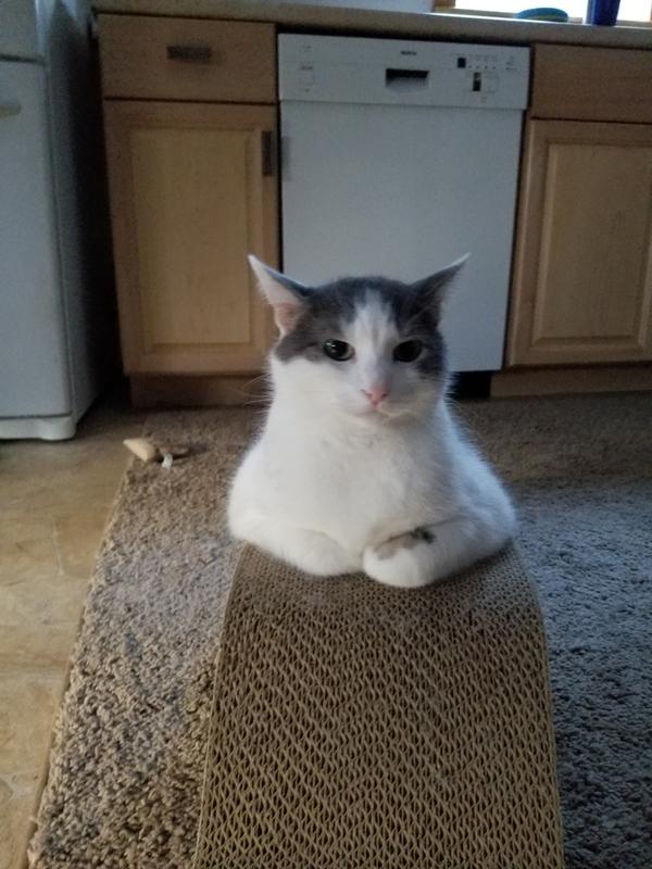 Petco Blue Dot Laser Pointer Cat Toy Canadian Tire