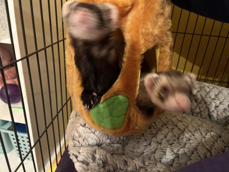 Eevee & Buddy