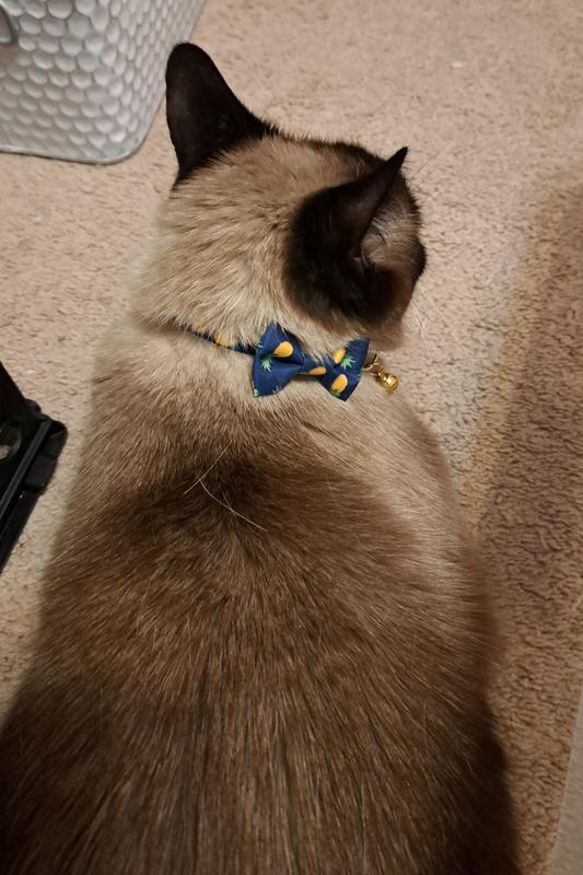 Piña Colada 1/2 Fancy Cat Collars