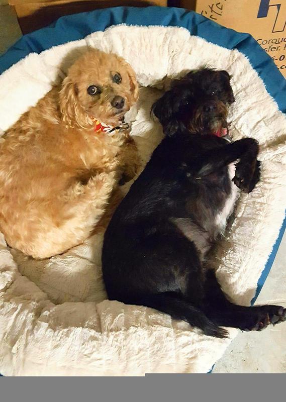 Lying next to the older dog, She is noticeably overweight!  In the 2nd photo, she has slimmed down beautifully!