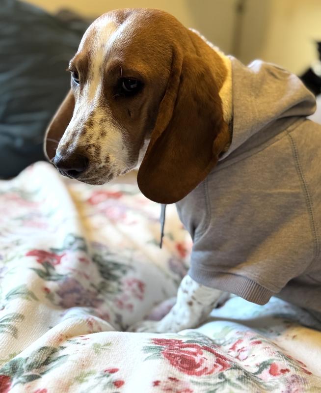 Rosie - 24 lbs wearing size medium