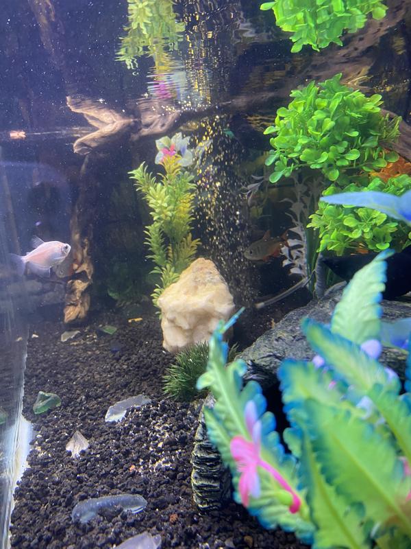 New plants in my aquatic turtle/fish aquarium