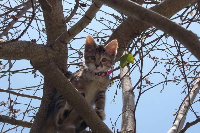 Daisy in the orchid tree