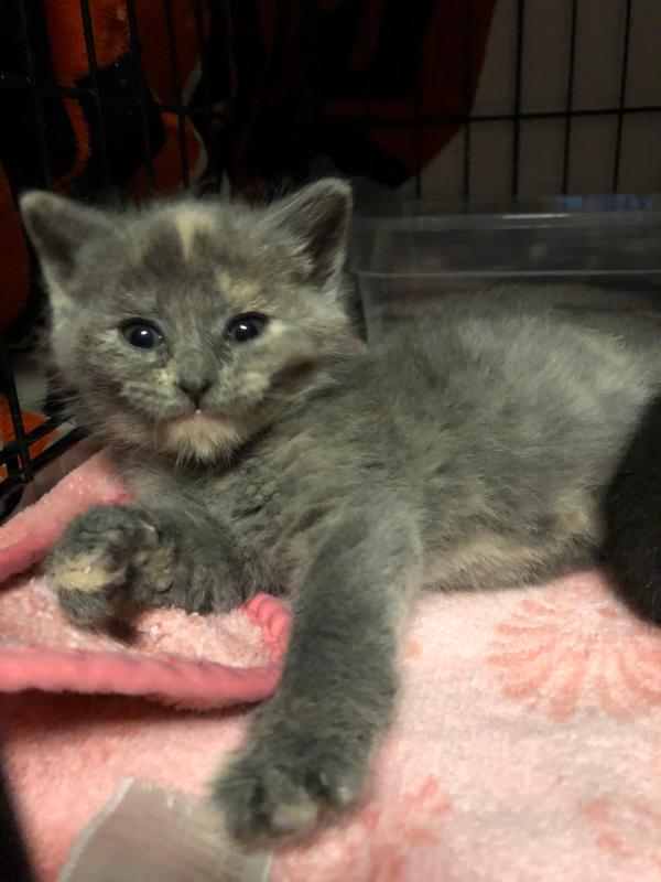 Foster kitten