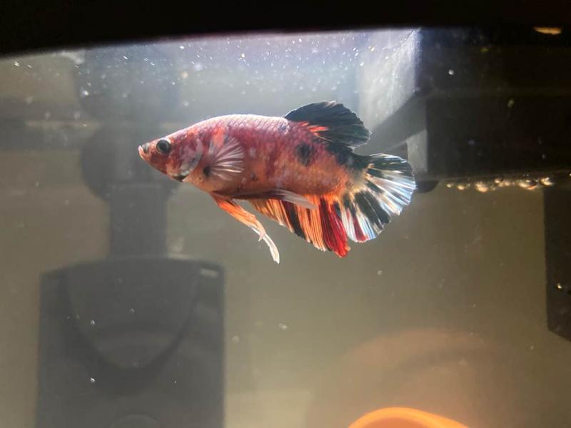 petco koi betta