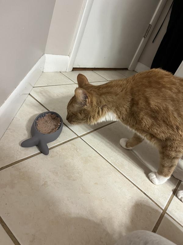 Time to eat out of the slow feeder