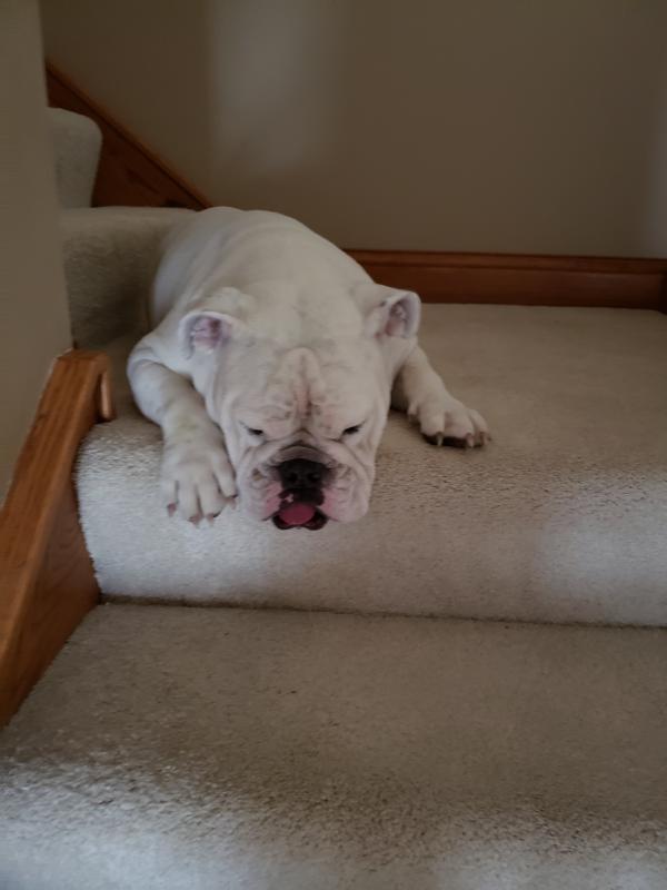 Food gone, nap time!