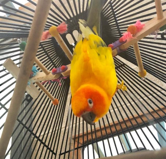 Petco roudybush best sale