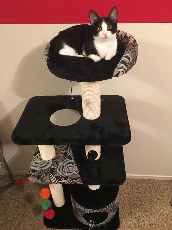 Midwest Cat Tree, Black, 50.5" H Petco