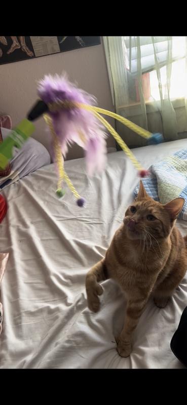Tofu and new toy