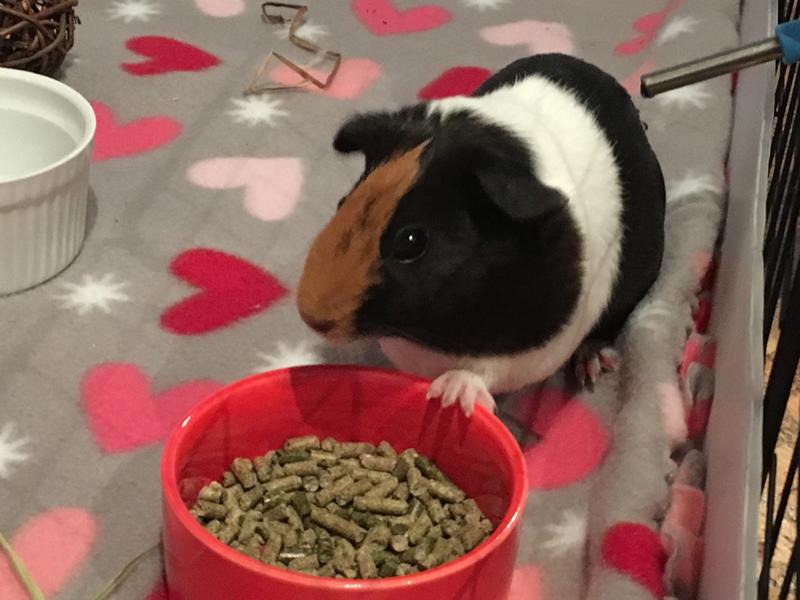 petco oxbow guinea pig food