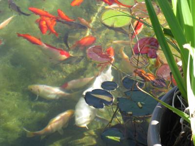 TetraPond Koi Vibrance Soft Sticks Floating Pond Food, 5.18 lbs. | Petco