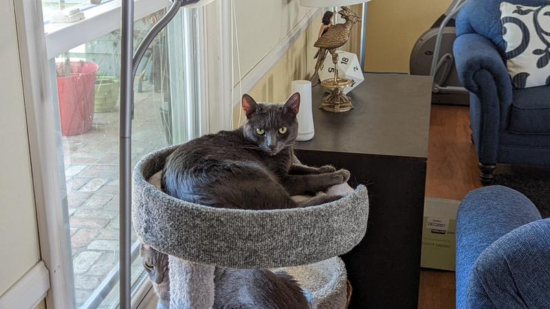 A cat in the top perch for size. He is 1 and abt 10 lbs. Could remove the pad for more room