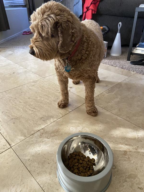 EveryYay Dining In Grey Enamel-Coated Stainless-Steel Dog Bowl, 1 Cup ...