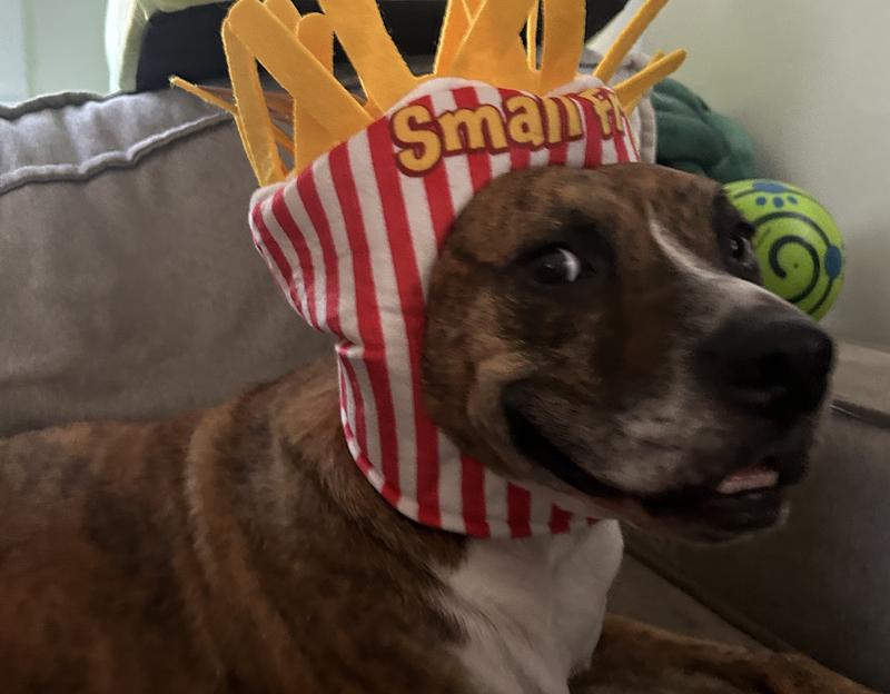 Dog french fry hat sales