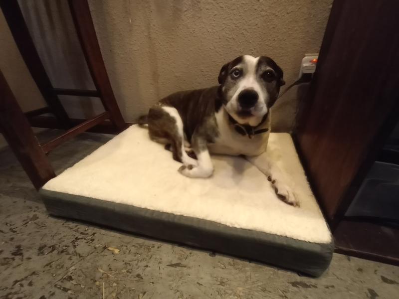 Petmaker Orthopedic Sherpa Top Pet Bed, Brown