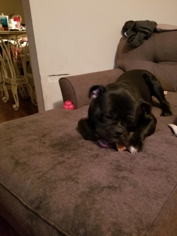 petco himalayan dog chew