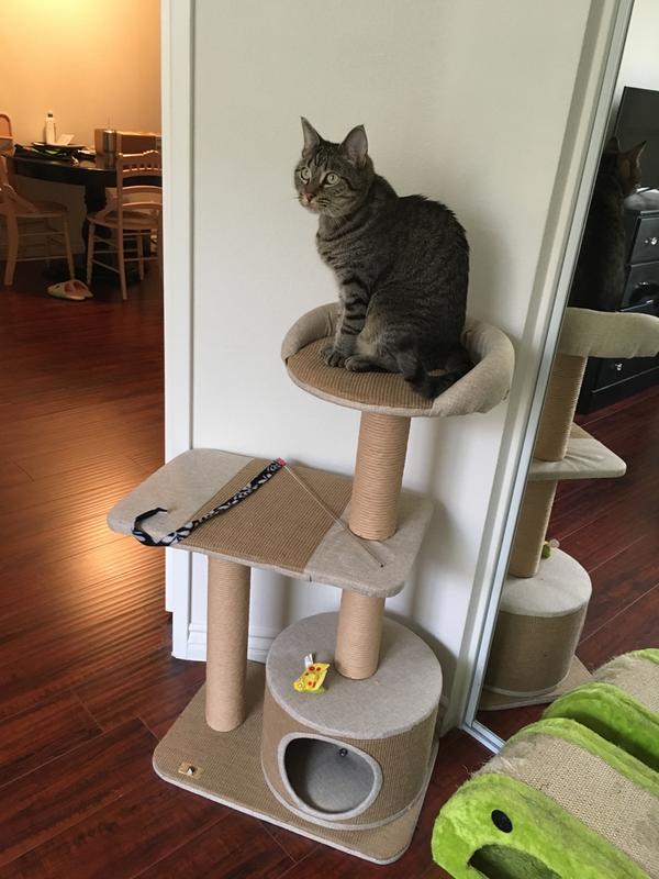 Petpals Group 3 Level Playhouse Condo Cat Tree 39 H Petco