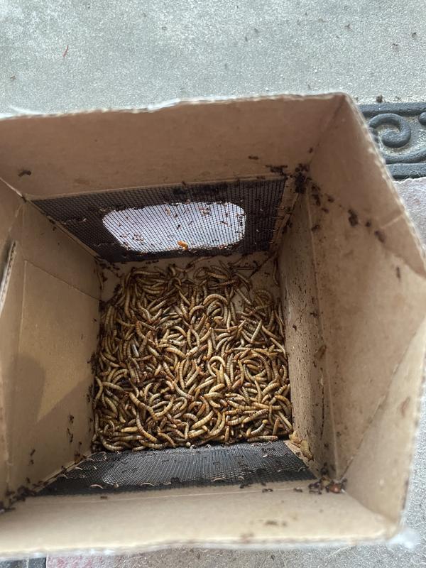 This box was loose in a bigger box.