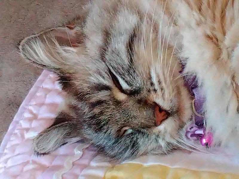Kitty Trina... Living her BEST LIFE!! 💕