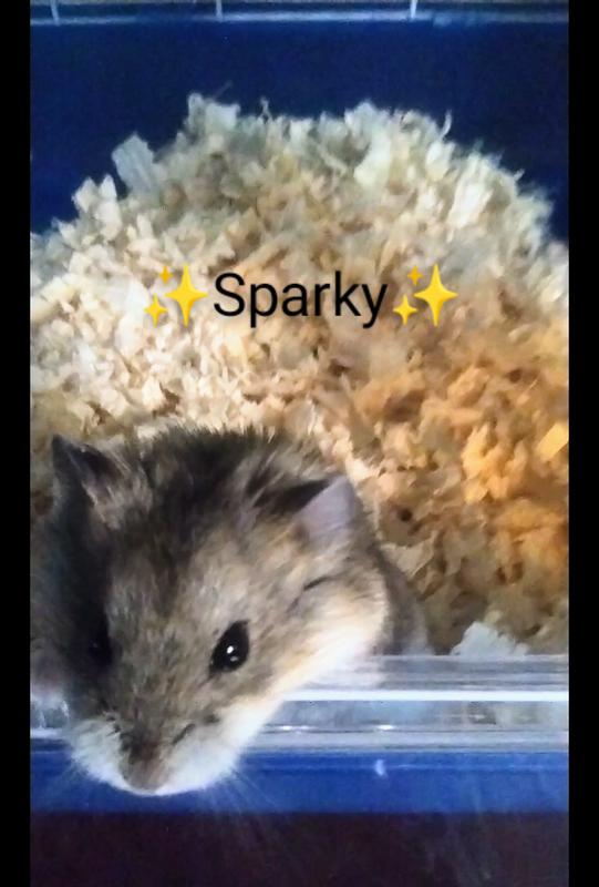 My baby hamster's shiny new toy