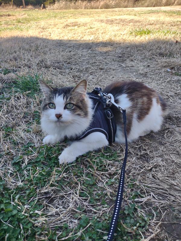 Cat shop harness wilko