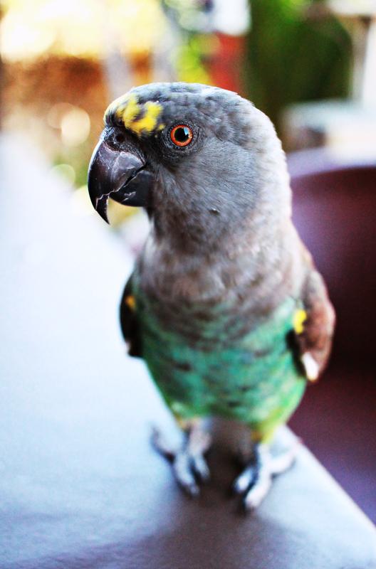 Meyer's Parrot