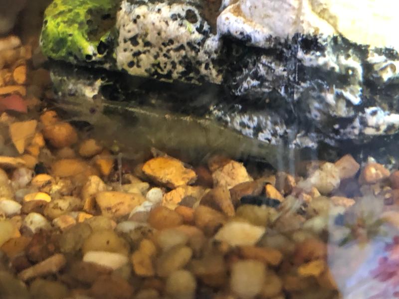 Amano Shrimp for Sale Order Amano Shrimp Online Petco