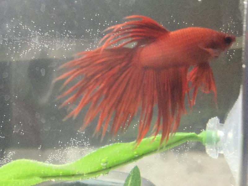 betta crowntail petco