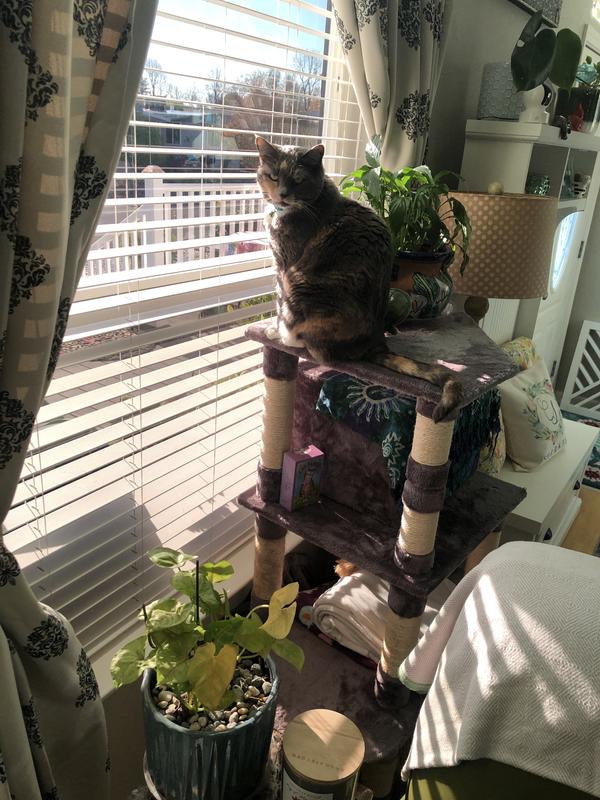 Happy cat