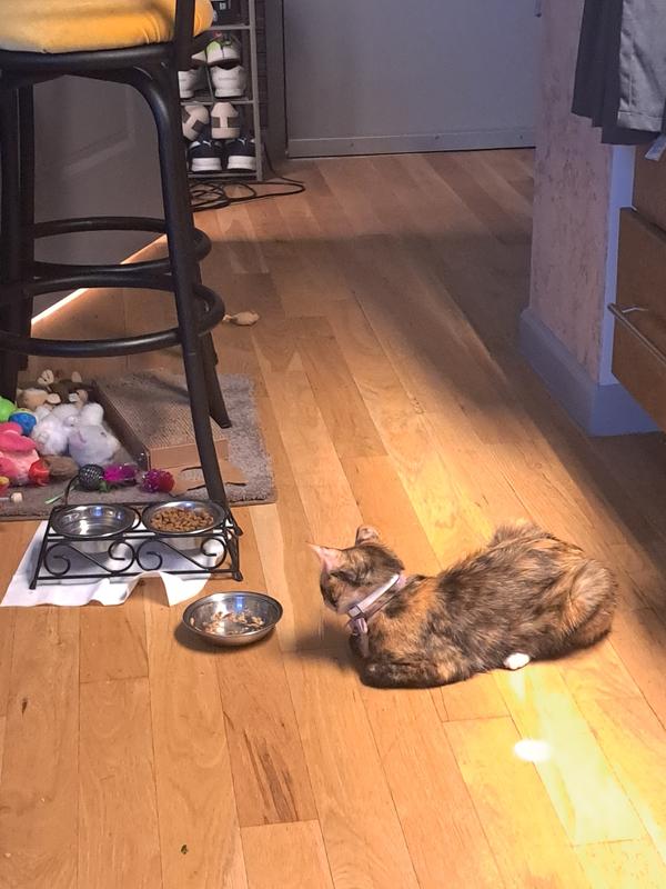 Lily's Food Strike