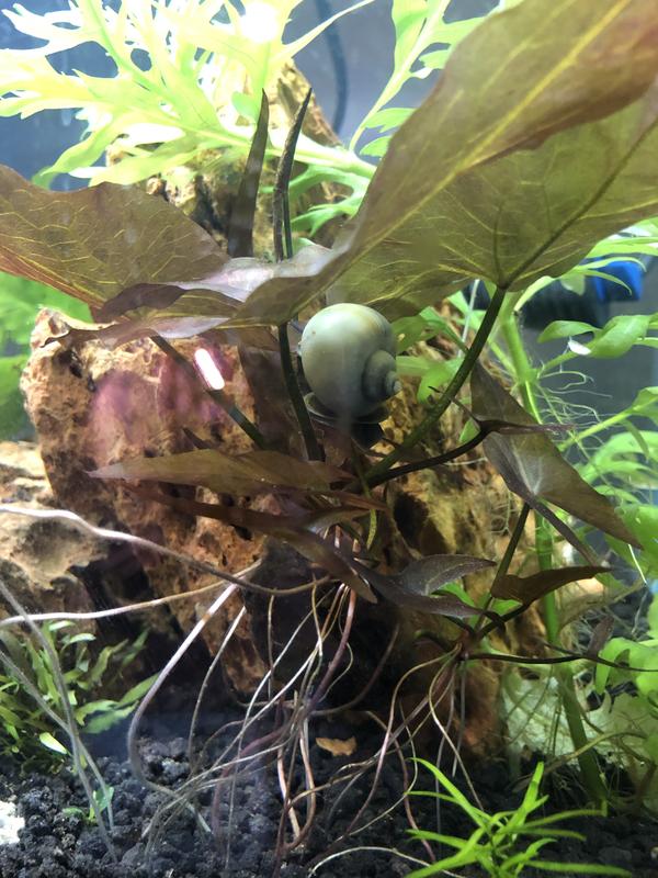 Water Lily has exploded from the nutrients and the snail loves his new hiding place