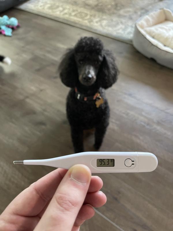 Vet Worthy Digital Thermometer for Pets - Buy Online At Nature's