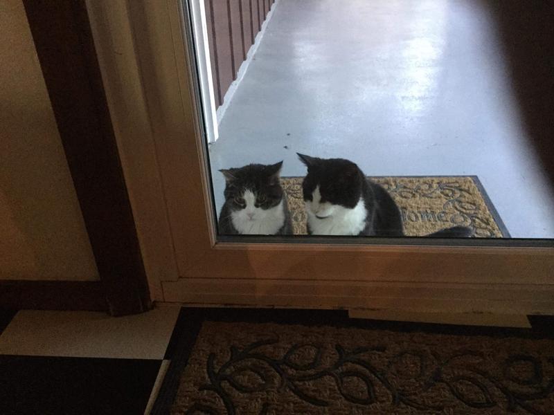 Itty kitty is on the left. He’s the old one.