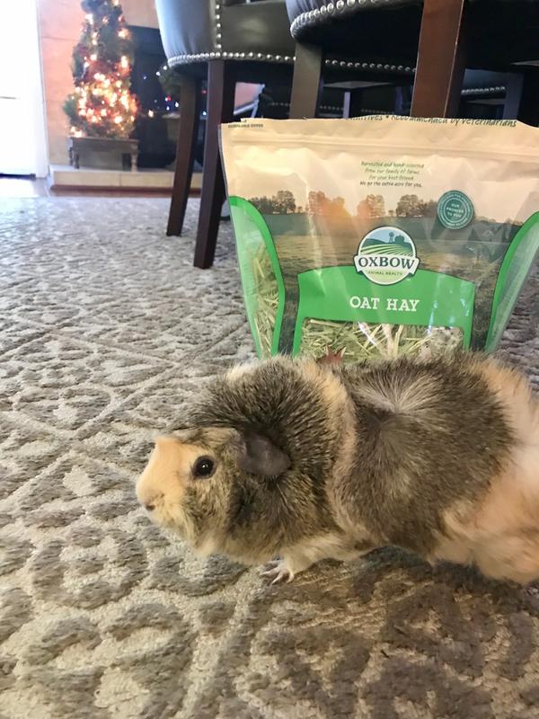 Free roaming piggy- took me 2 months to train! Now he has 24/7 safe access for floor time.