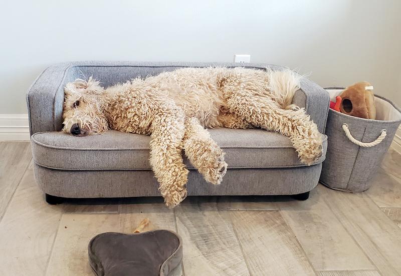 Lazy boy dog clearance bed