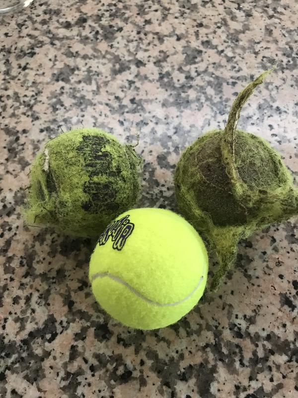 KONG SqueakAir Tennis Balls Pack of 3, X-Small Petco
