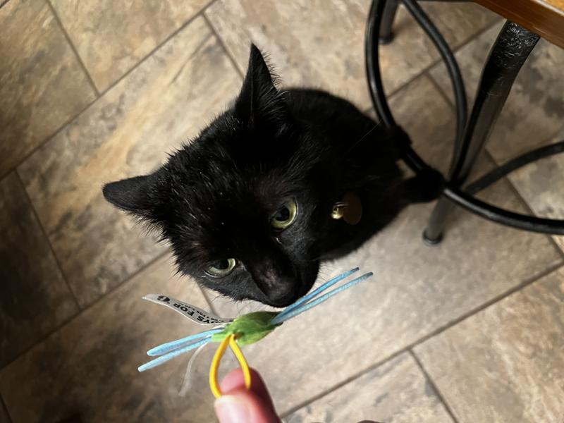 Cat investigating the toy.