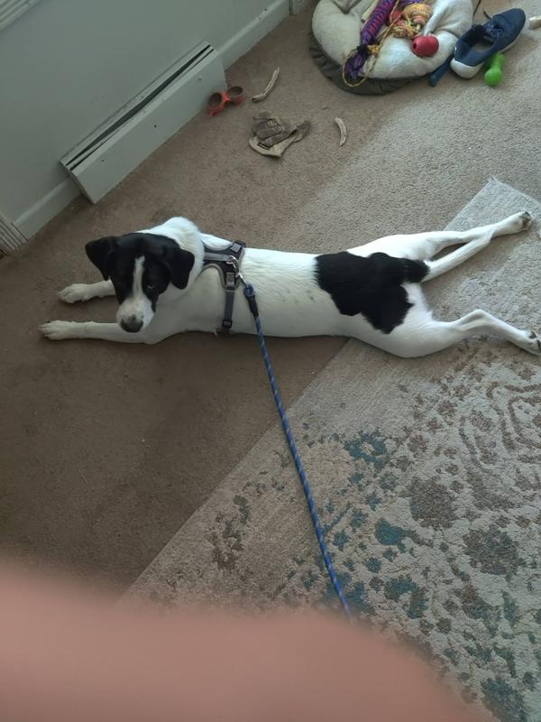 Ready for a walk in my new Harness