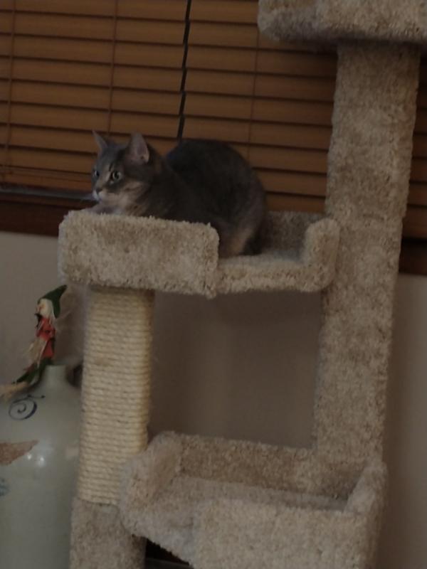 Aaaaah, happy cat