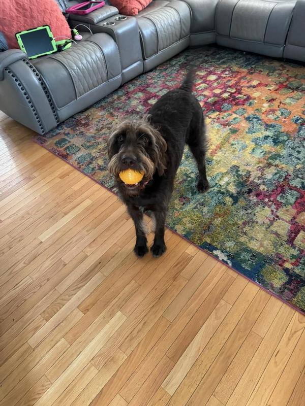 Ball in my Labradoodle's Mouth