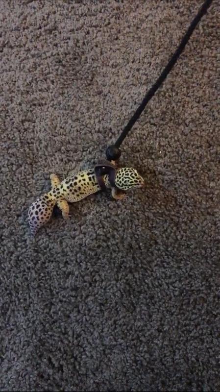 T Rex Reptile Comfort Leash for Small Lizards Geckos