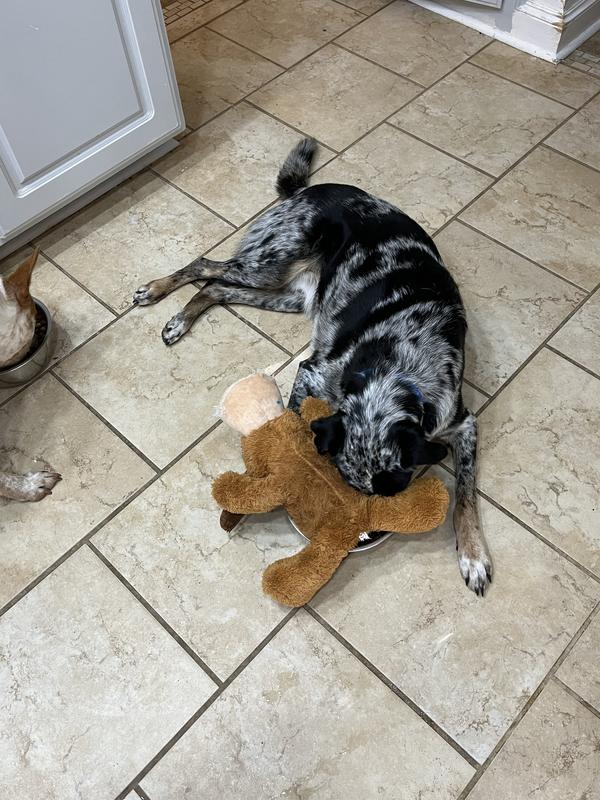 Won’t let our other pup get it, watches it while he eats